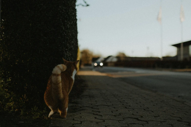 there is a cat standing next to a tree