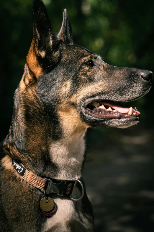 an adult german shepherd looks up to the right with the pographer looking on