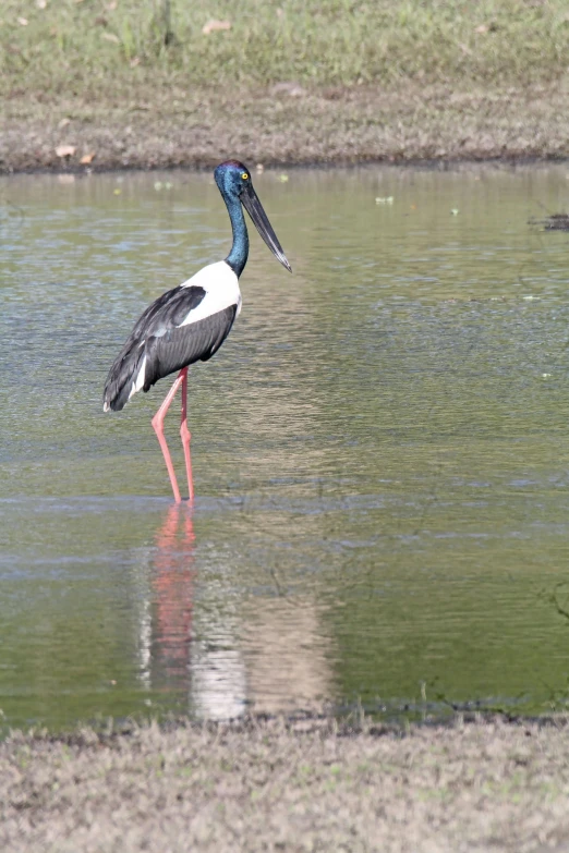 there is a large bird standing in the water