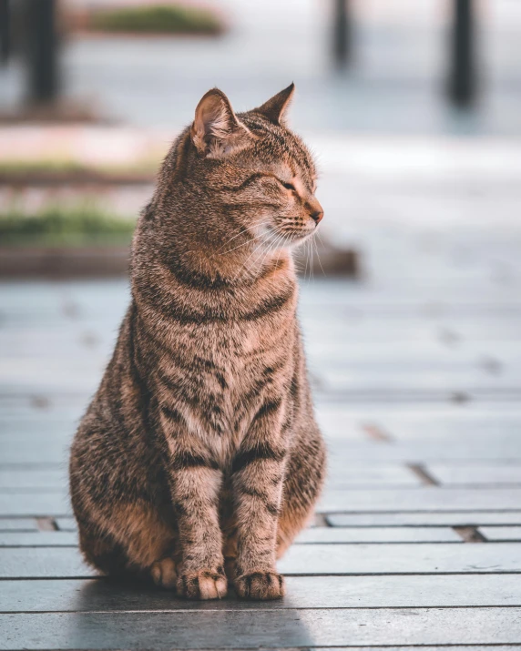 a cat sits on top of a wooden plank