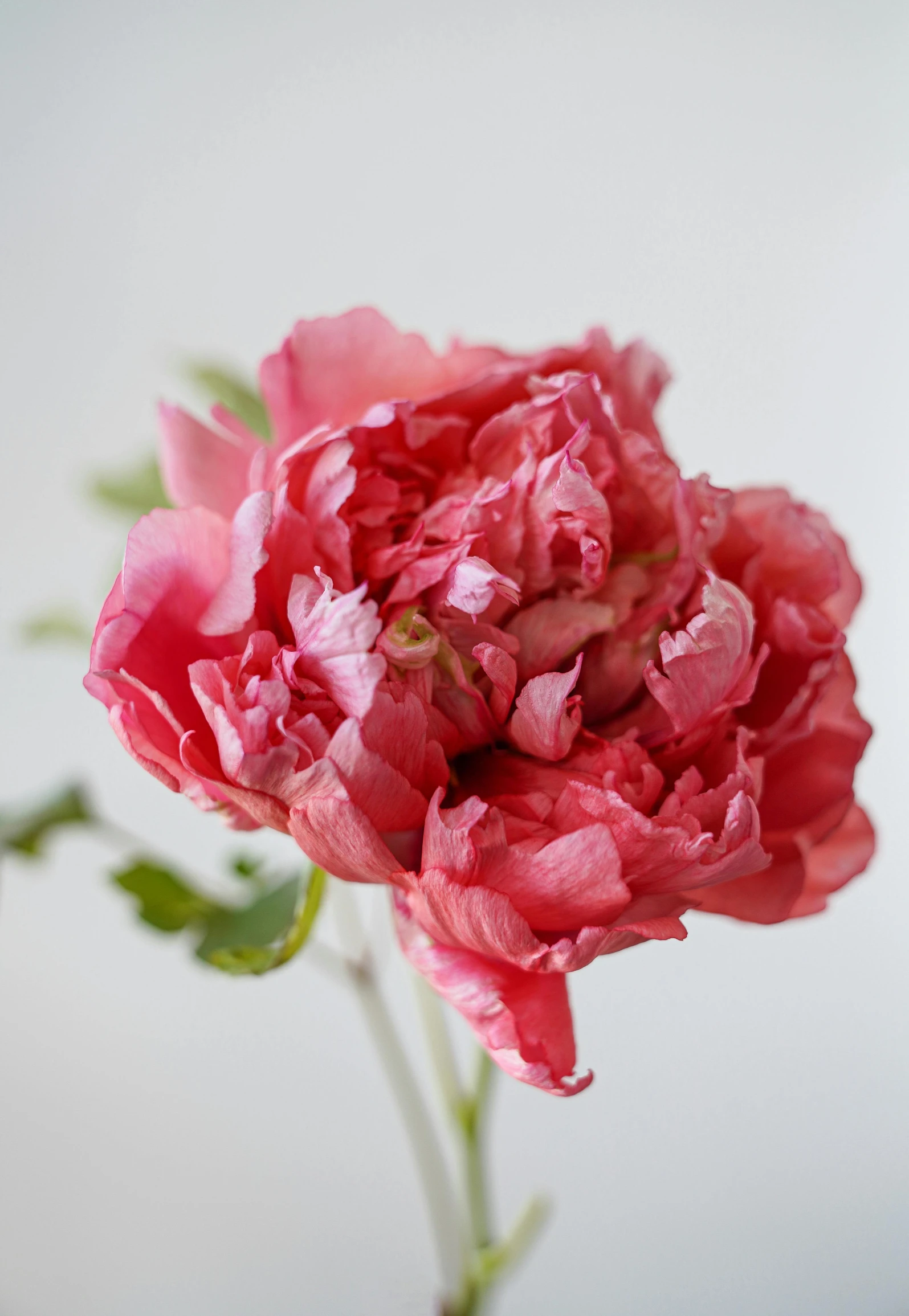 a pink flower is still in the vase