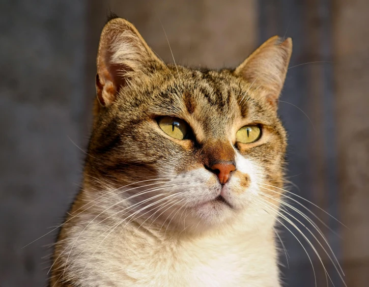 a cat with an odd look on its face