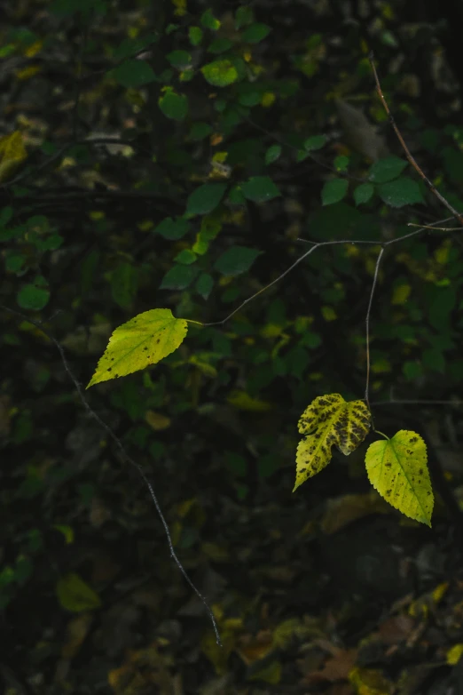 a nch with leaves against a dark background