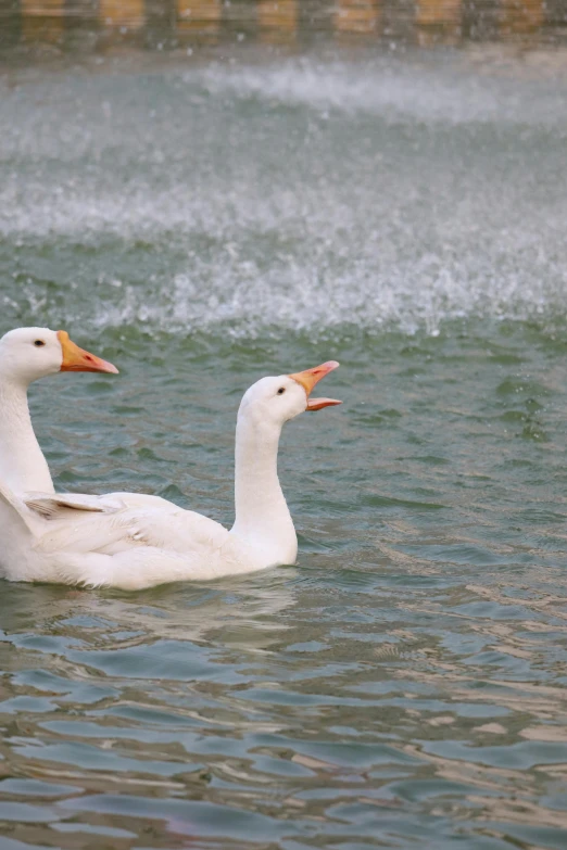 a couple of white ducks swimming on top of a lake