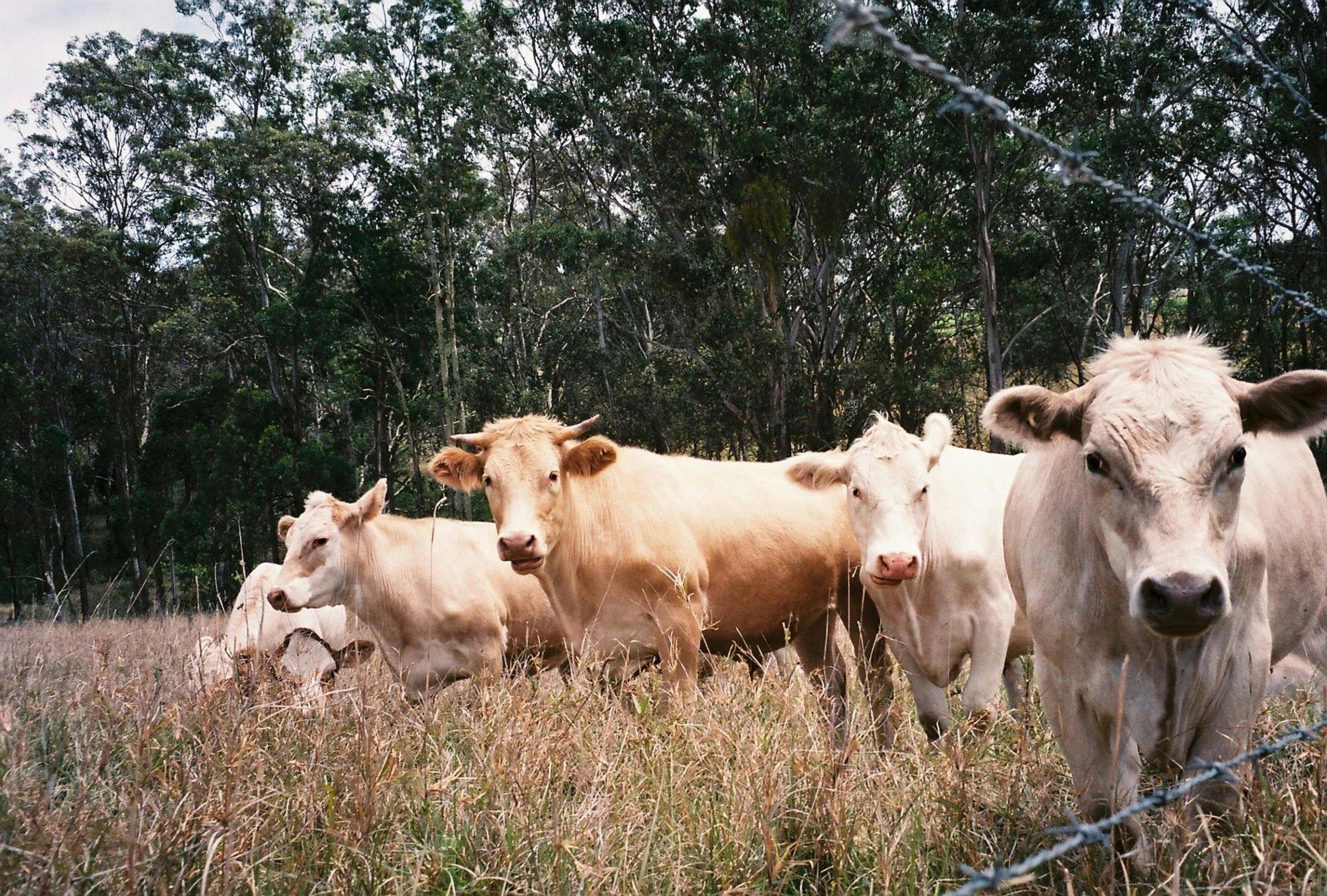 four white cows in a field looking at the camera