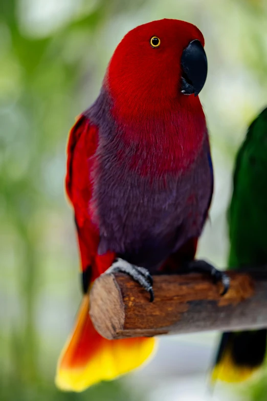 two brightly colored birds perched on the nch