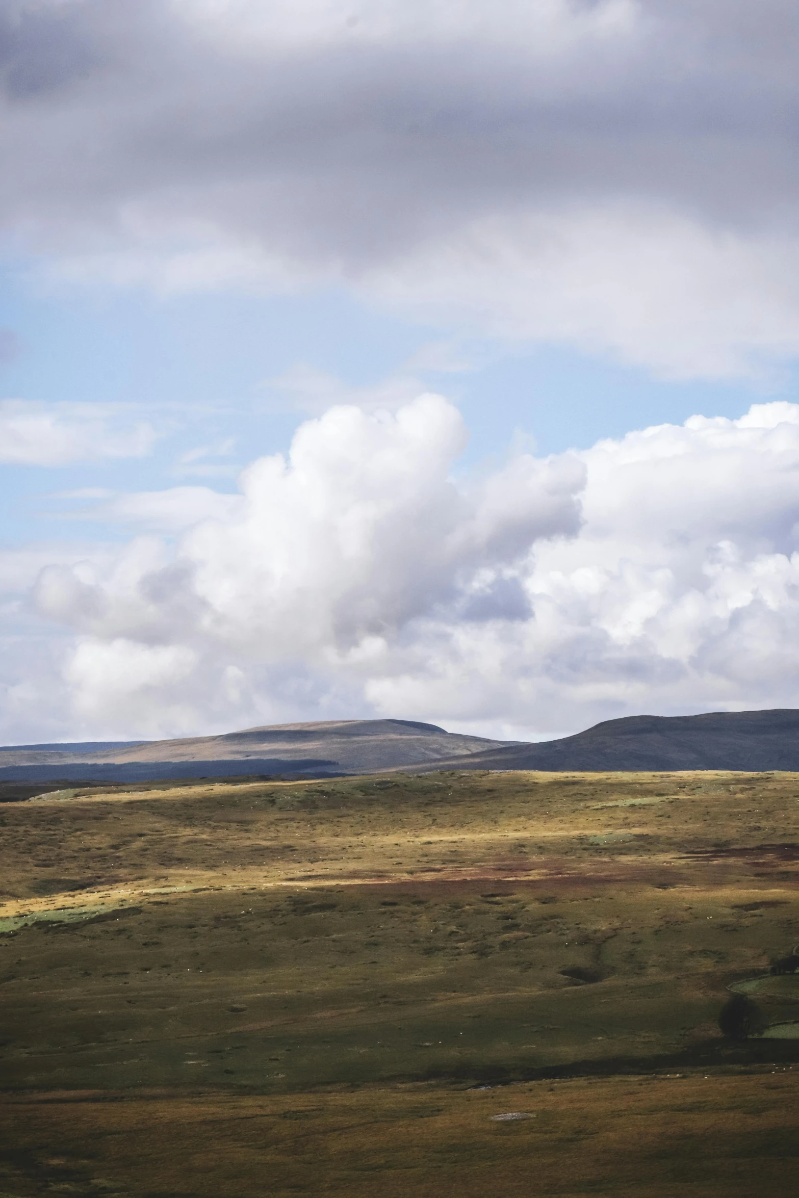 a lone animal walking on an open plain