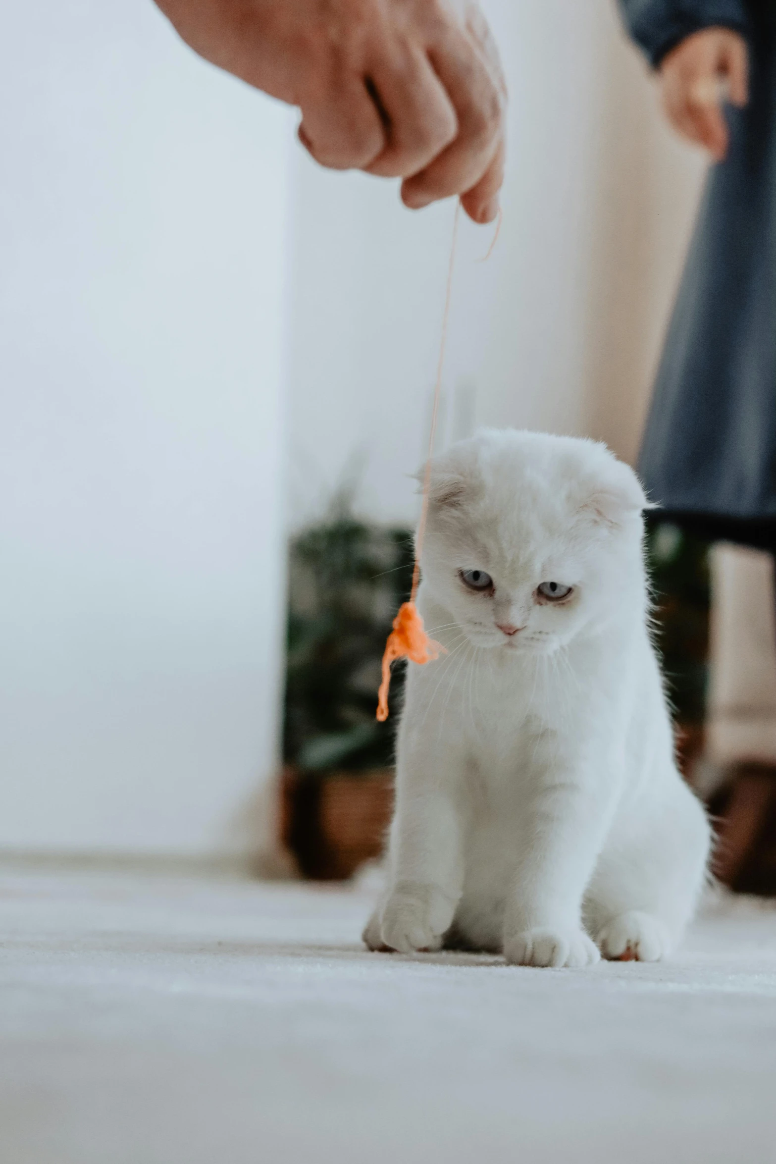 a small white cat on the ground being led by a man