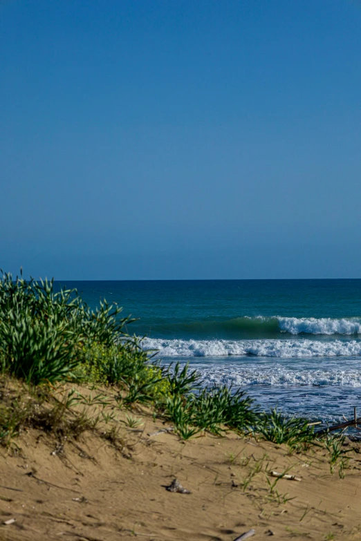 a beach area with some plants on it