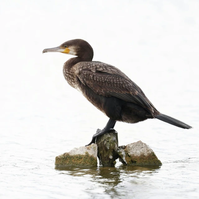 the bird is sitting on a rock in water