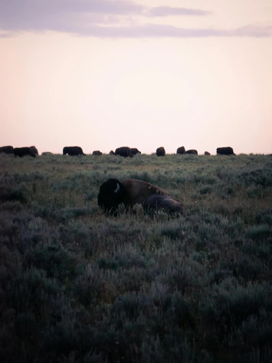 a large field with an animal in it