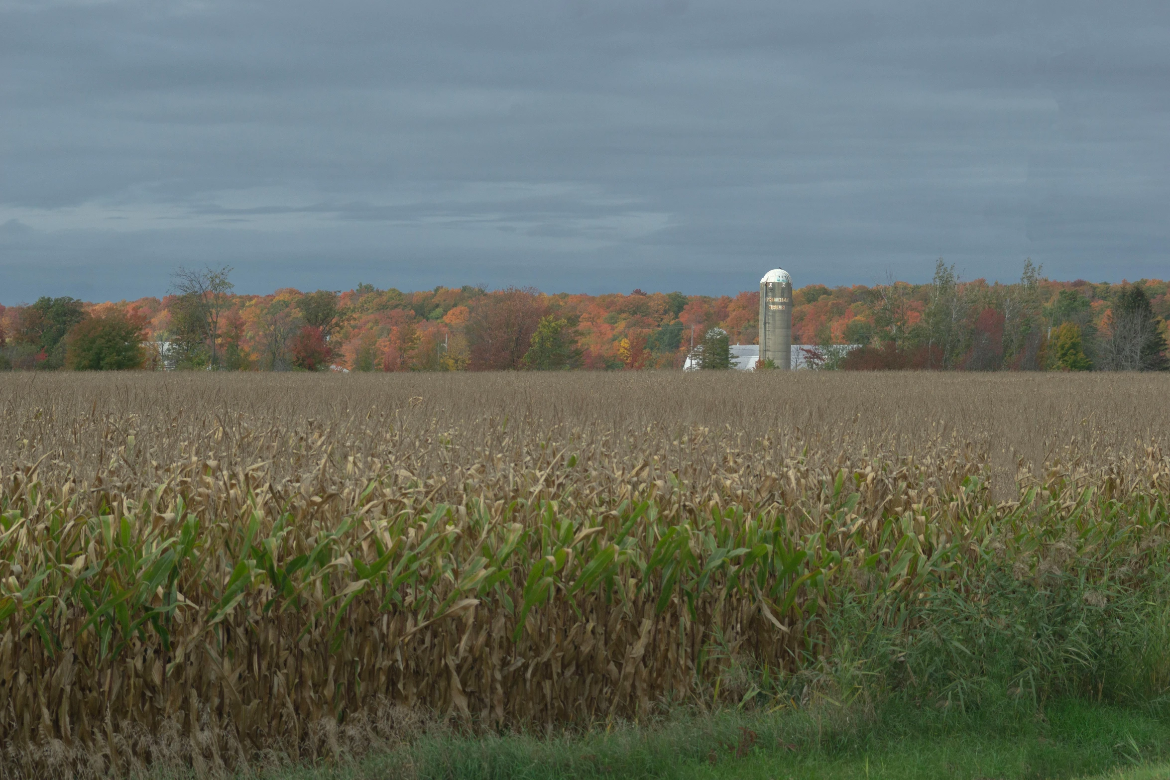 a field with some trees in the background