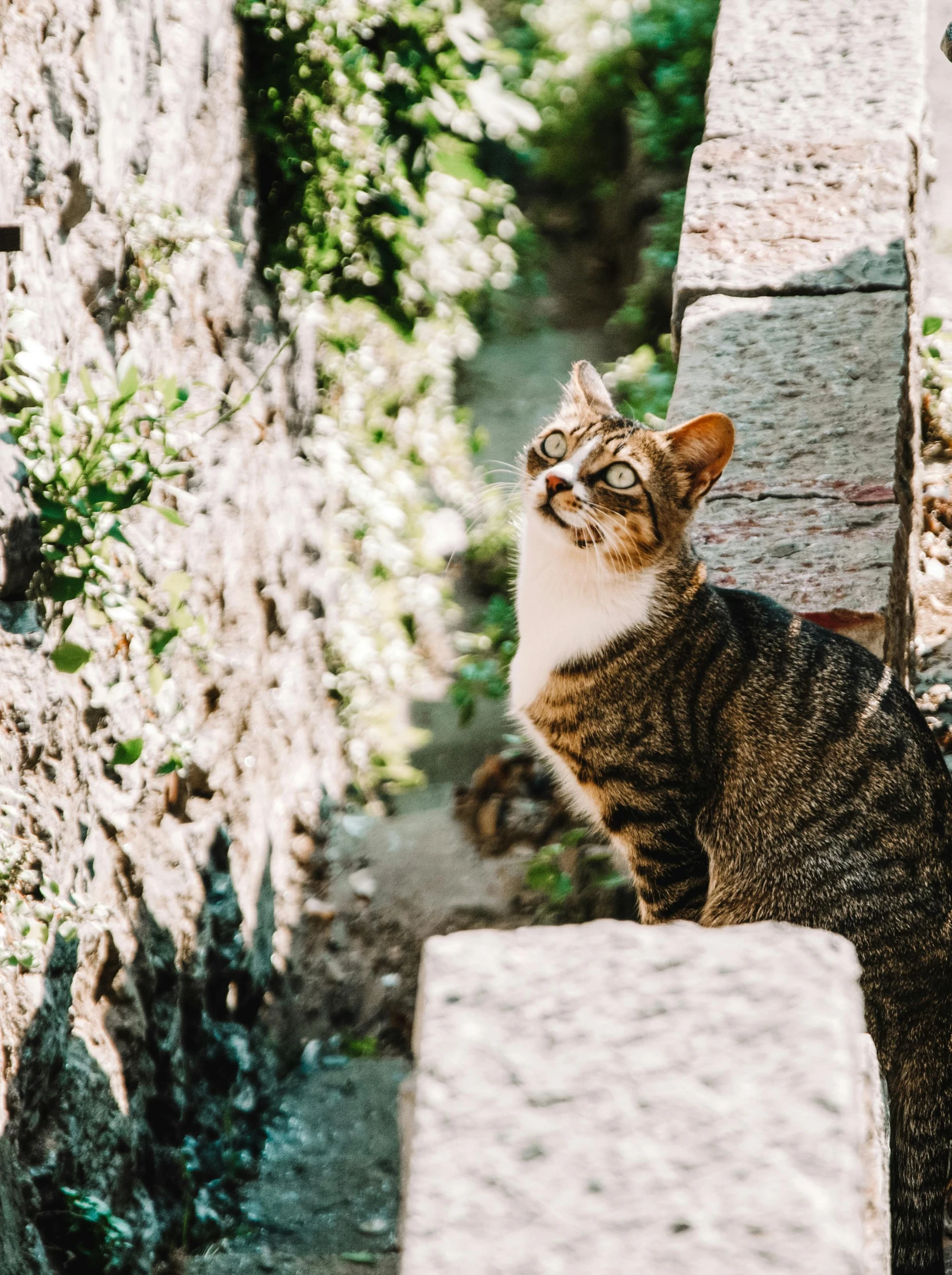 cat sitting on concrete wall staring in distance