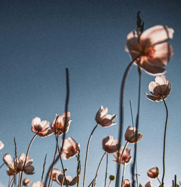 a very pretty flower on a blue and green day