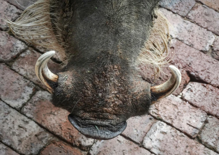closeup of a bull's face and fur on a brick wall