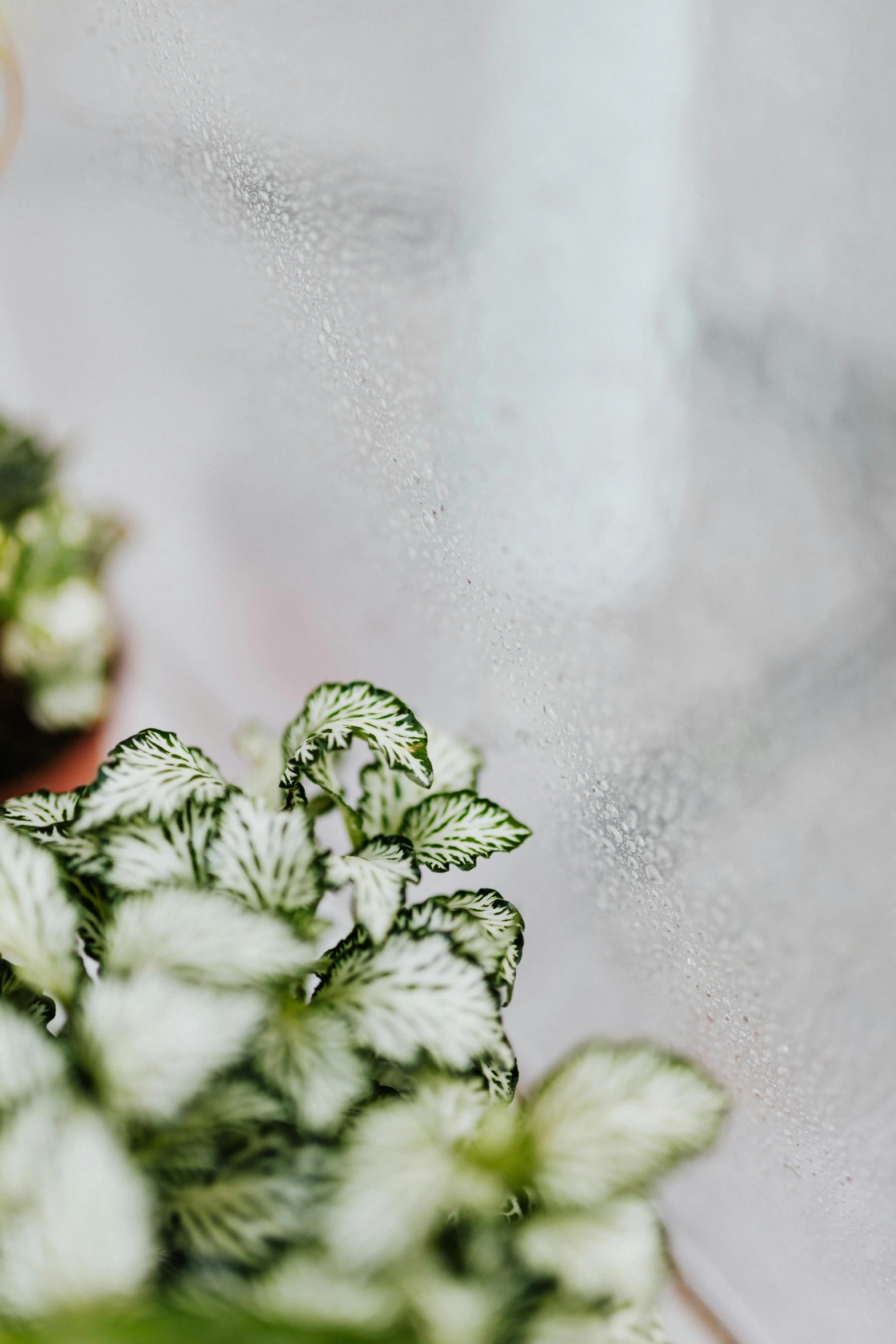 some small white flowers in a pot on a table