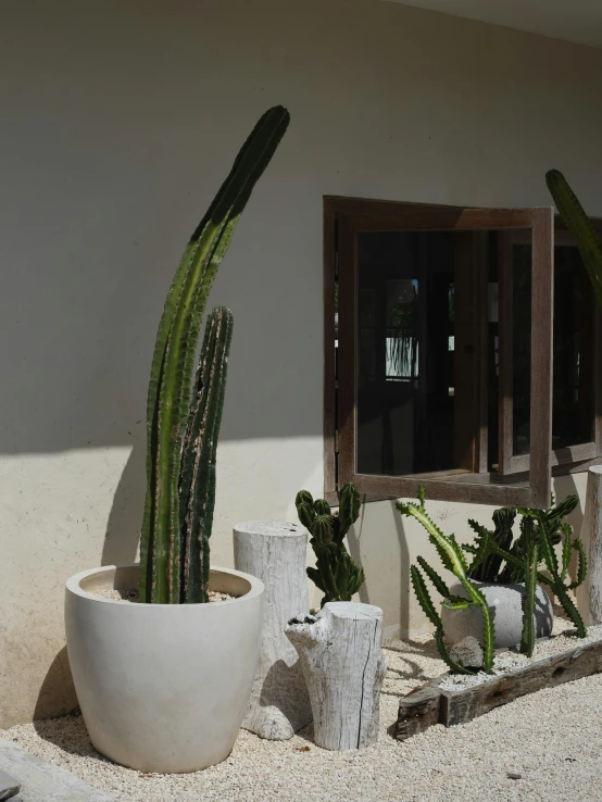 some cactus plant next to some windows in a white pot