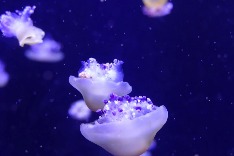 jelly fish floating on water and covered with bubbles