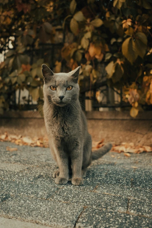 a cat sitting on the ground looking at soing