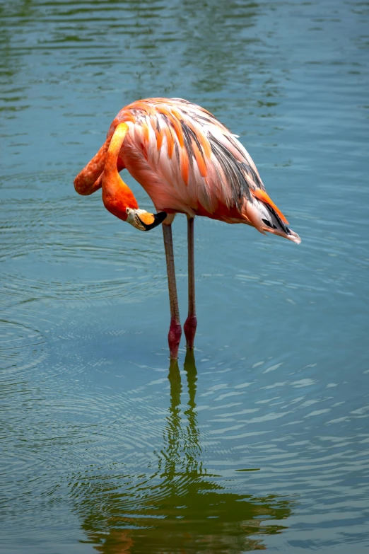 a flamingo is standing in the water with its leg extended