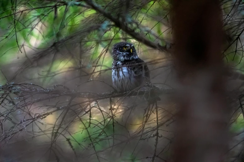 a bird sitting in the nches of a tree