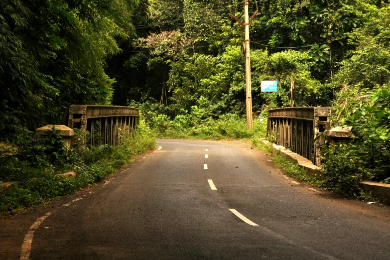 a quiet tree - lined road runs through green vegetation