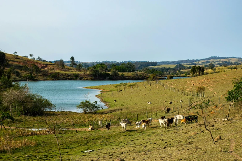 cattle are grazing in the grass beside the water