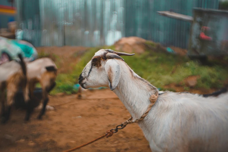 goats walking on red dirt near a fence