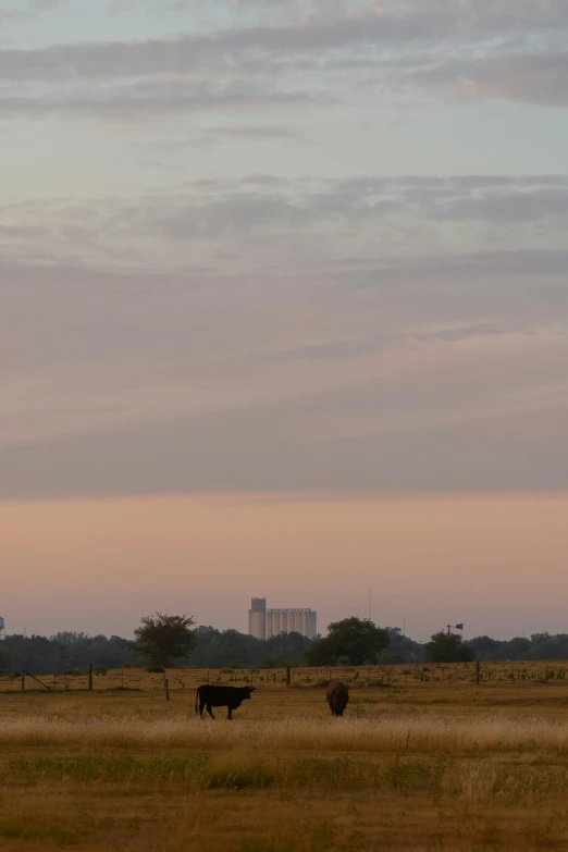 three cows are grazing in the field