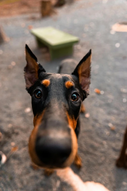 the brown and black dog looks to be happy