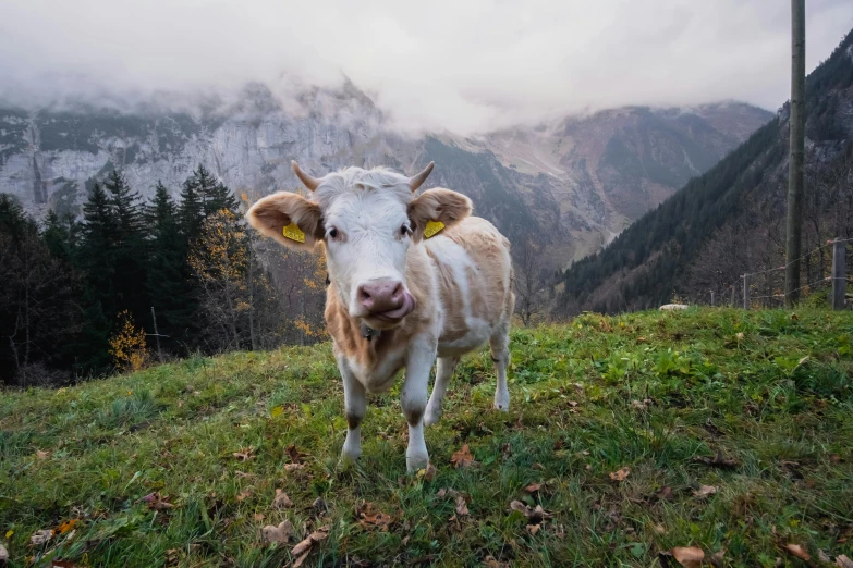 the cow is on a hillside overlooking a mountain range