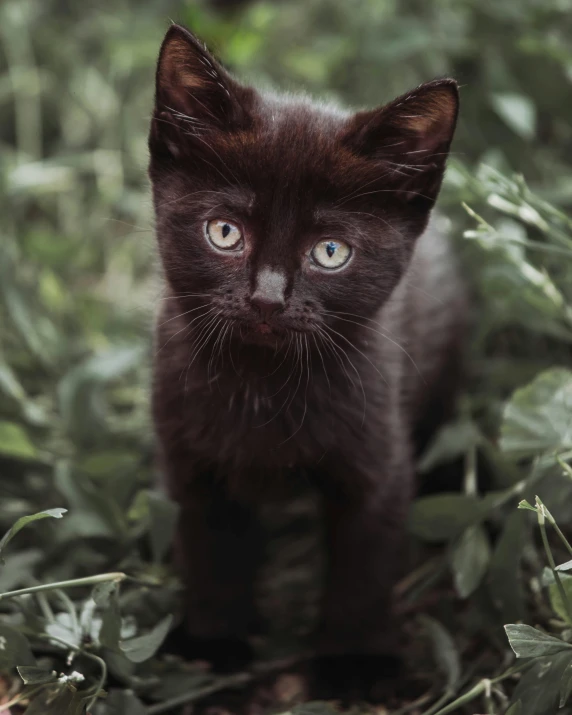 a small kitten is standing among green plants