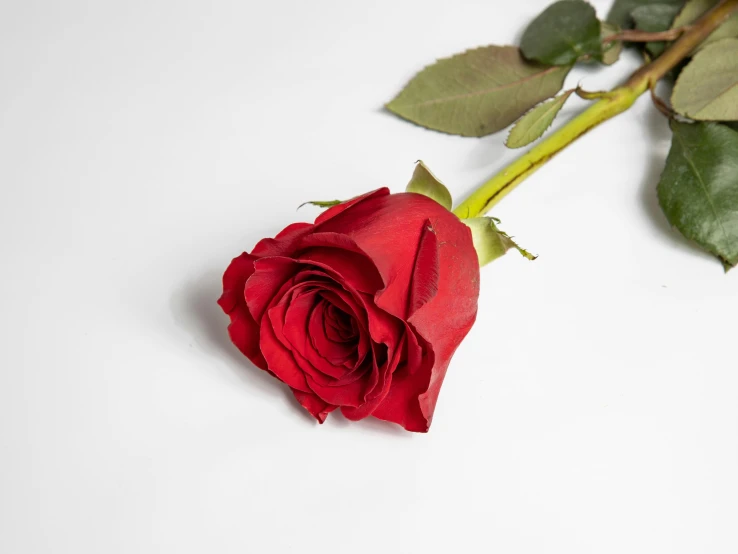 a single rose sits next to some leaves on a white surface