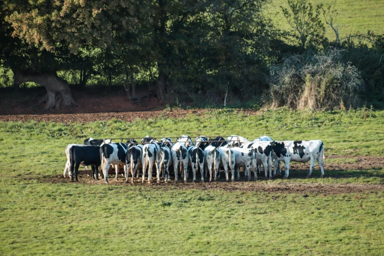 cows are lined up in a field together