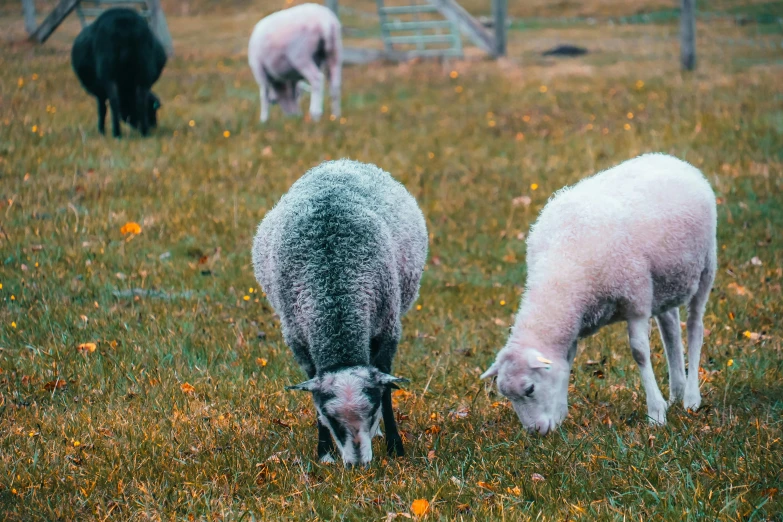 three sheep in a pasture eating grass covered in snow