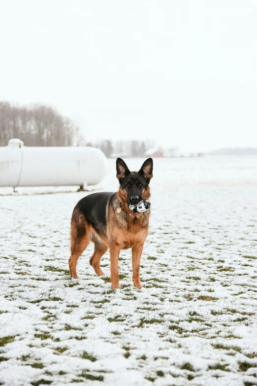 a german shepard in snow field next to oil pipes