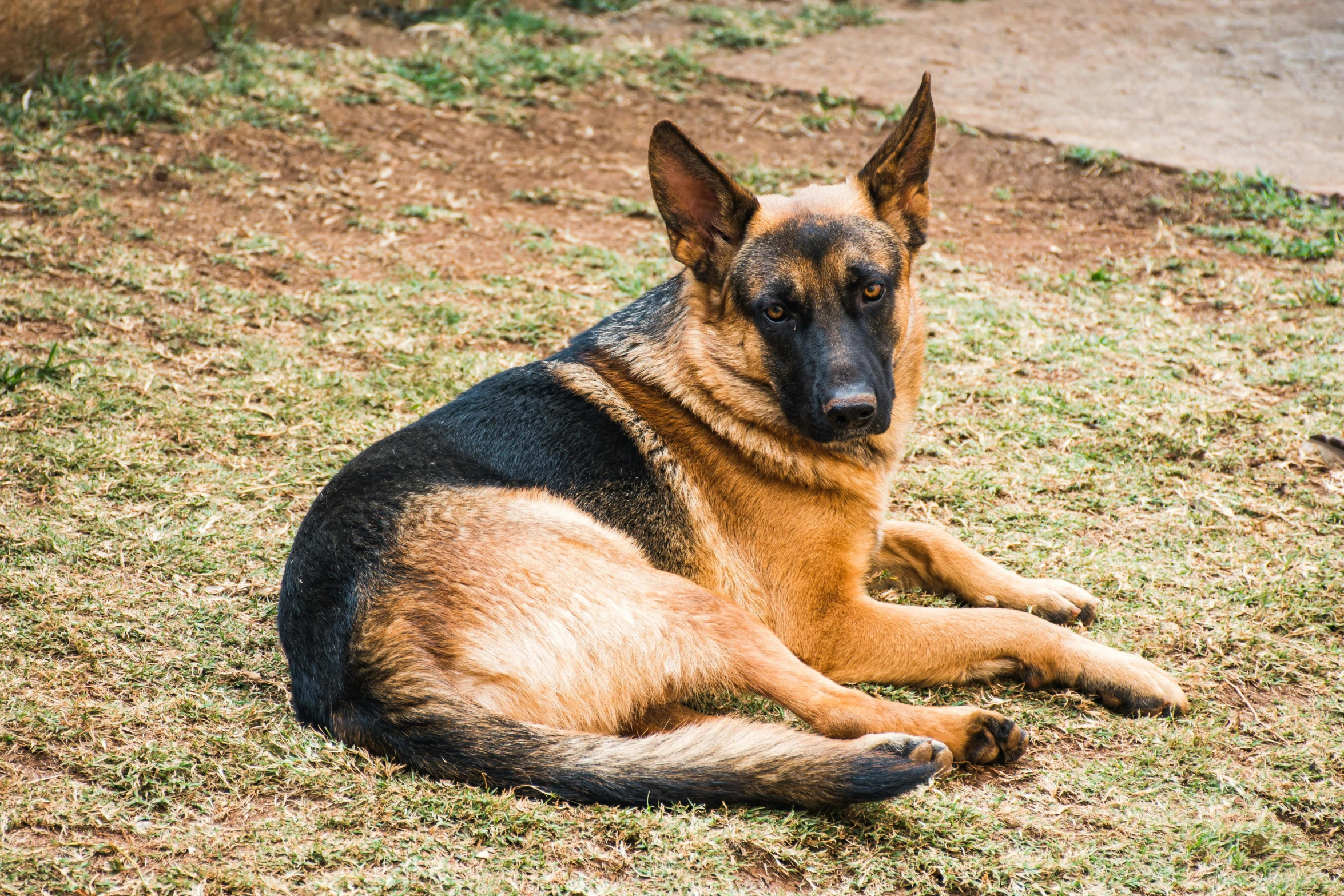 a german shepard laying on the ground in the grass