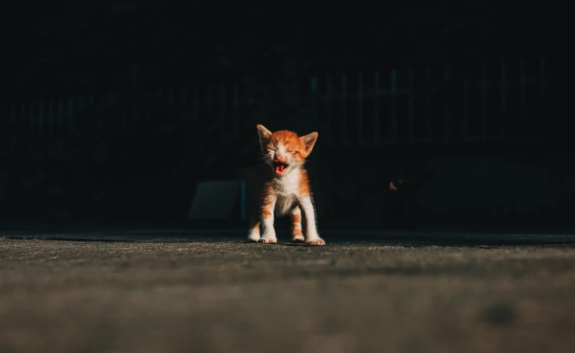 small orange and white dog sitting alone in front of dark
