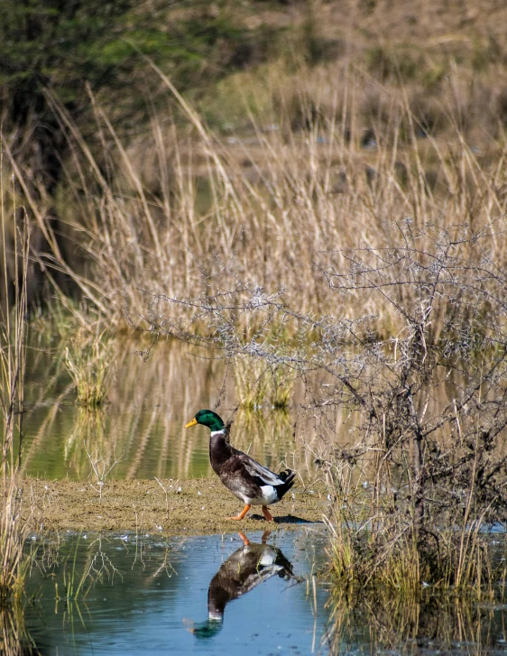 a large bird is standing on a dle in the water