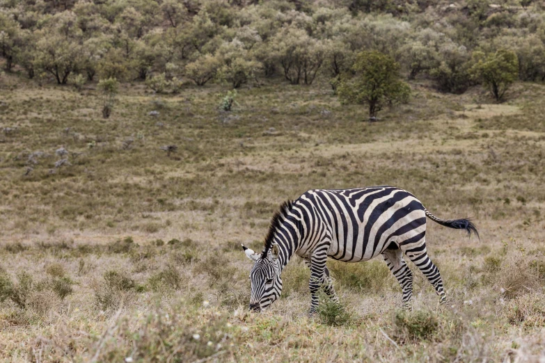 ze grazing in grass with trees and brush in the background