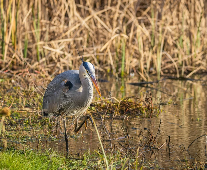 a bird that is standing in the water