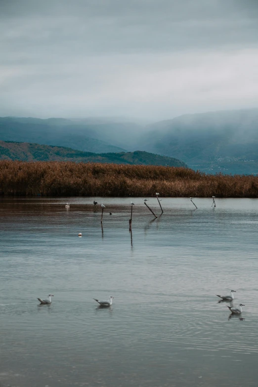 a group of birds on the surface of the water