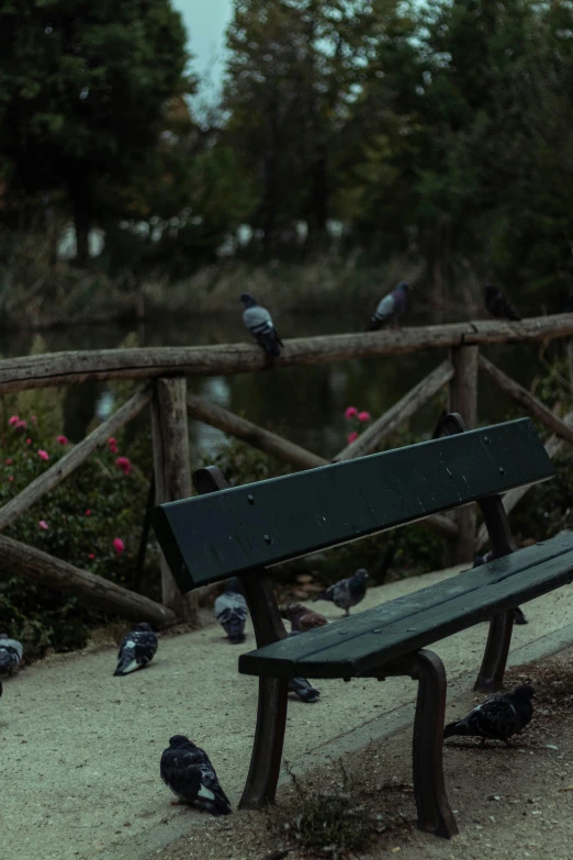 several birds are all around a bench by the water