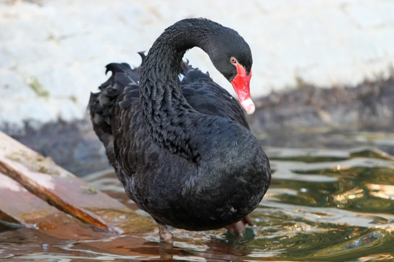 an image of a black bird with a red beak