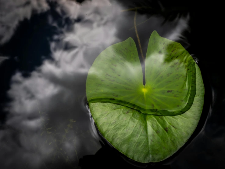 a large leaf floating on top of water