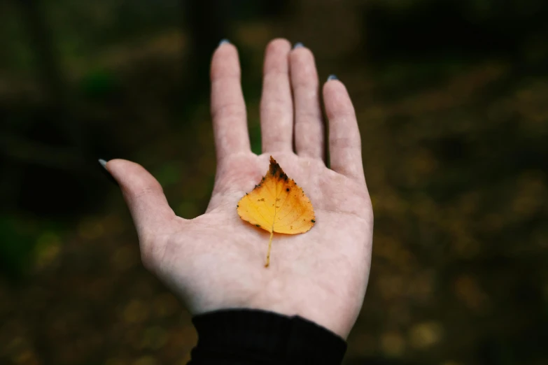 a hand that has a yellow leaf in the palm