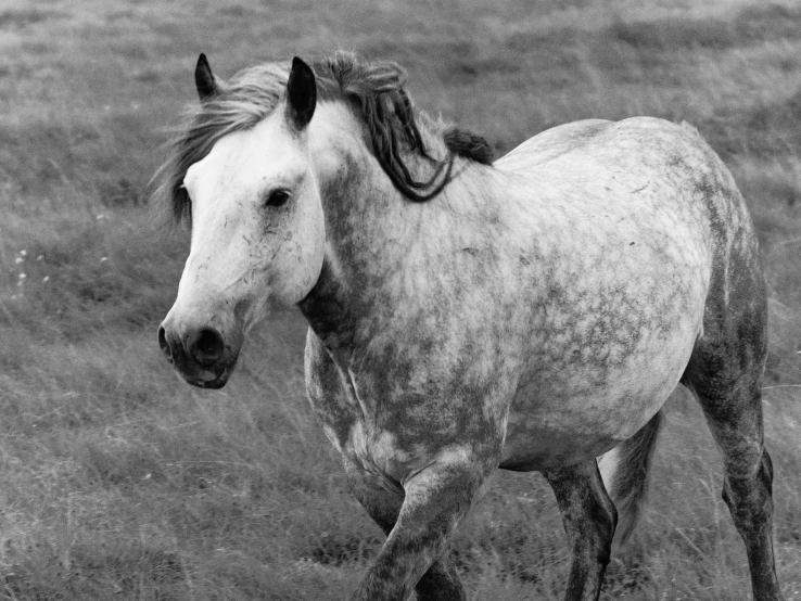 a horse with a very long mane gallops through a field