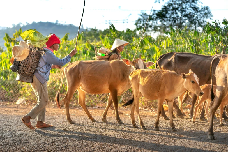 people on stilts with animals that are walking in the road