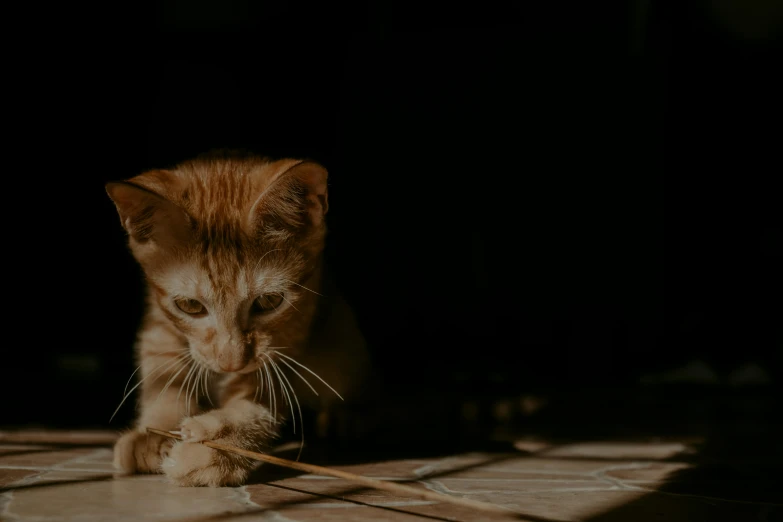 a cat is playing with some string on the floor