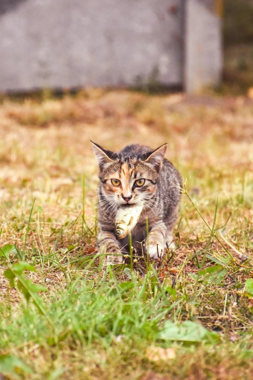 small kitten running with an egg in his mouth